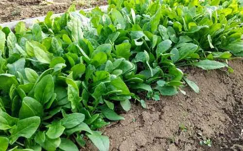 資金調達支援実績：農業